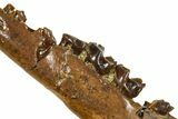 Cretaceous Fossil Mammal Jaw Section w/ Teeth - Wyoming #379753-2
